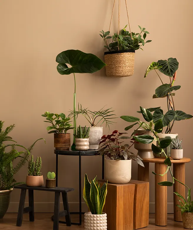 EMBELLISSEZ VOTRE INTÉRIEUR AVEC DES PLANTES